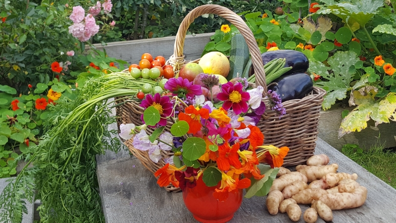 Ally Pally Allotments